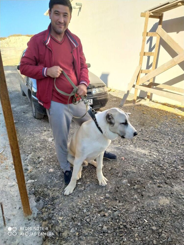 ���������� ��������, ���� ������� ���, 37 ���, ������������ ��� ������, ����� � ���������