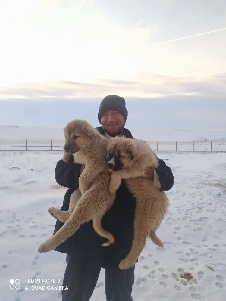 ���������� ������, ���� ������� Arman, 38 ���, ������������ ��� c�������� ���������, ���������