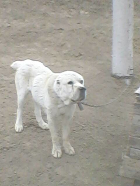 ���������� ������, ���� ������� ����, 58 ���, ������������ ��� ����� � ���������, c�������� ���������