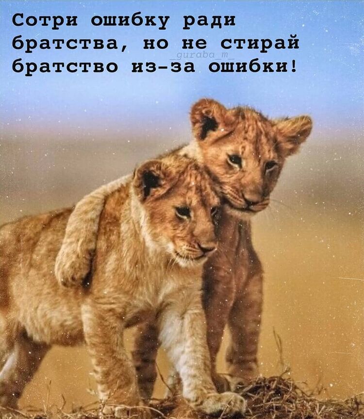 ���������� �����������, ���� ������� DJON, 28 ���, ������������ ��� ������, ����� � ���������, c�������� ���������, ���������