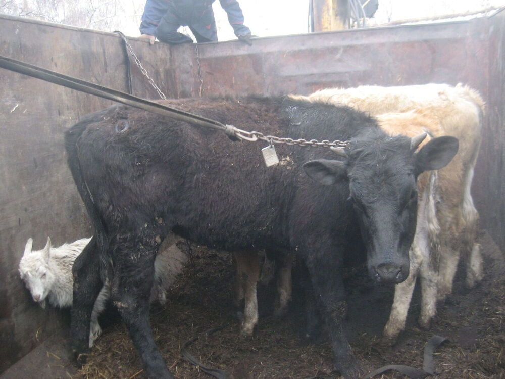 ���� 53980803 ������� ����, 28 ���, ���� ���������� � ��������