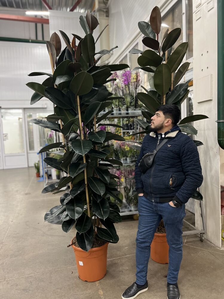 ���������� ������, ���� ������� Roma, 33 ����, ������������ ��� ������, ����� � ���������