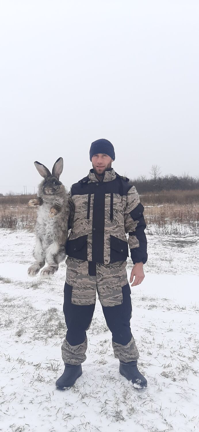 ���� 31993383 ������� ���������, 37 ���, ���� ���������� � �������