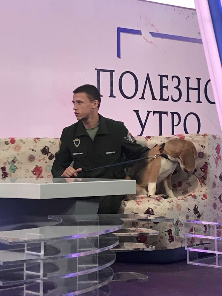 ���� 19856503 ������� �������, 31 ���, ���� ���������� � �����-����������