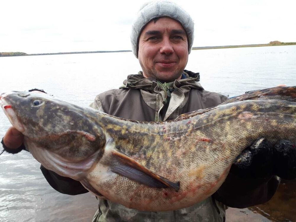  ,   Andrei, 38 ,   ,   , c 
