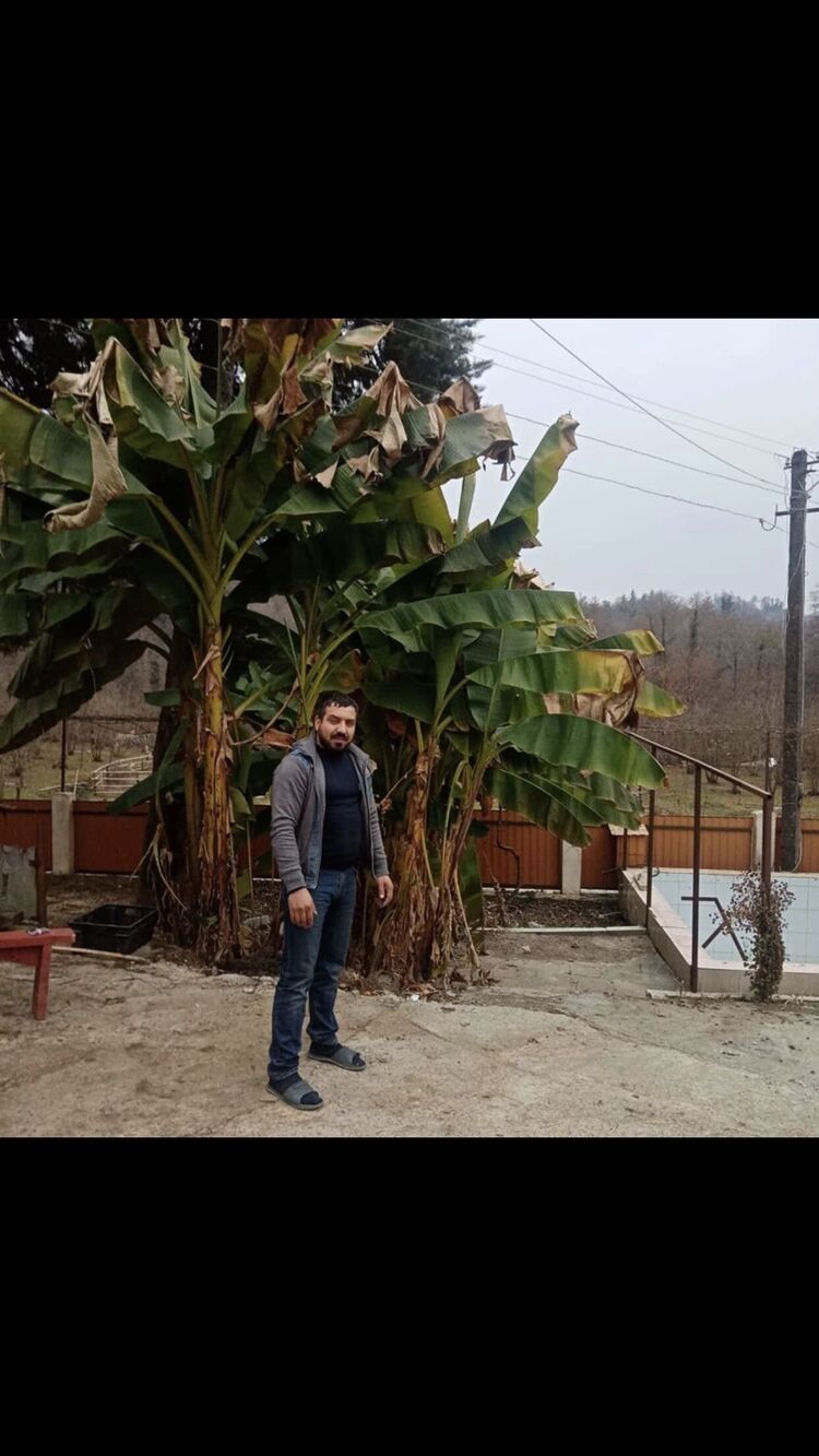  35369903  Ramin, 43 ,    