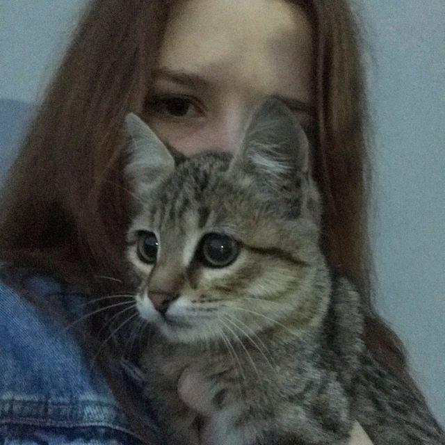 ���� 31063343 ������� �����, 22 ����, ���� ���������� � ���������