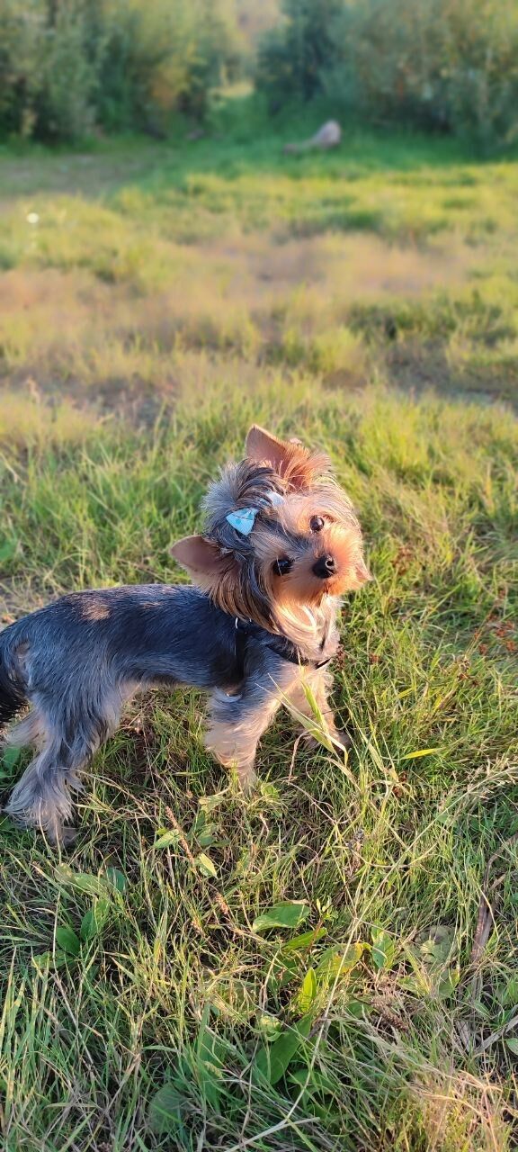 ���������� ������, ���� ������� ������, 54 ����, ������������ ��� ������, ����� � ���������