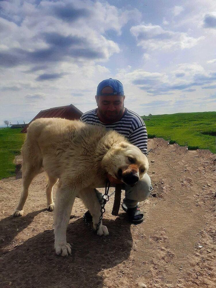 ���� 32186013 ������� �����, 49 ���, ���� ���������� � �����������