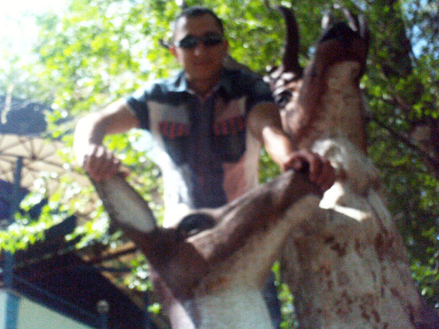 ���� 5501623 ������� Viva, 42 ����, ���� ���������� � ������