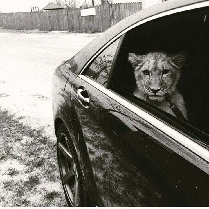 ���������� �����������, ���� ������� Timur, 37 ���, ������������ ��� ����� � ���������, c�������� ���������