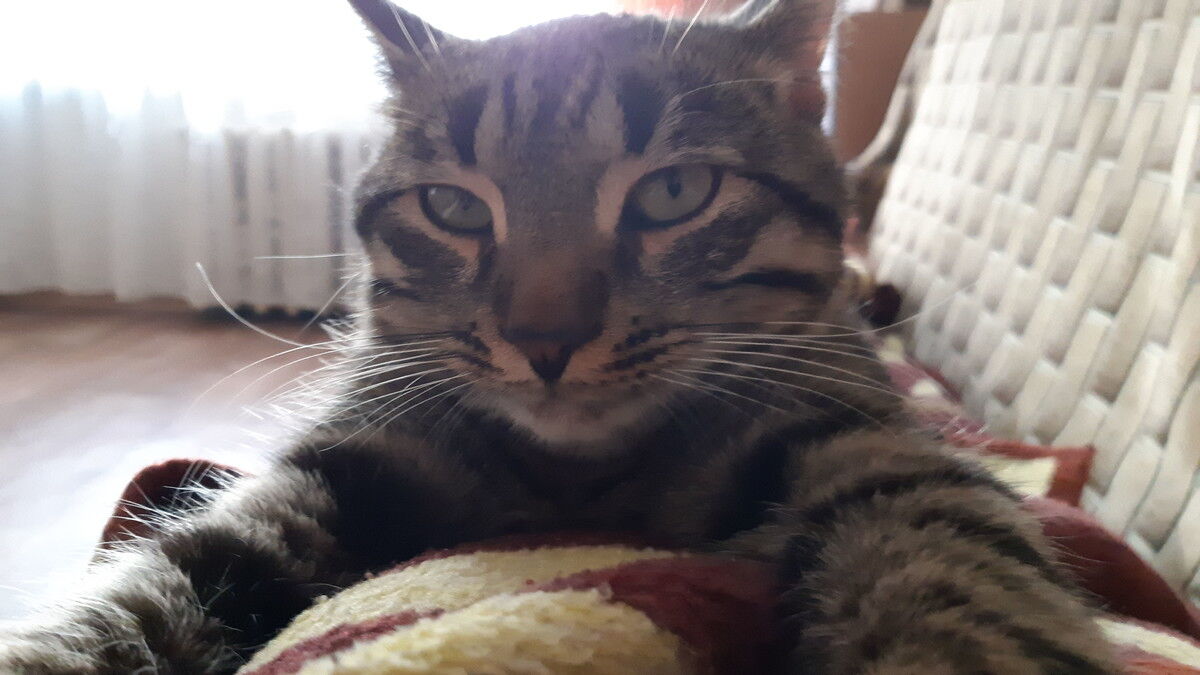 ���� 18345393 ������� �����, 39 ���, ���� ���������� � ��������