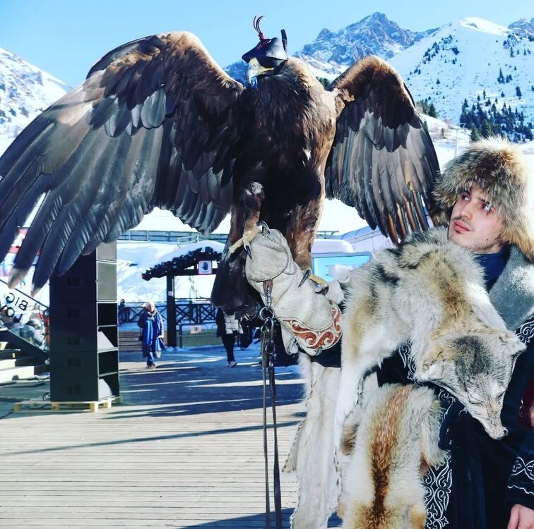 ���� 55371823 ������� Sher, 29 ���, ���� ���������� � �������