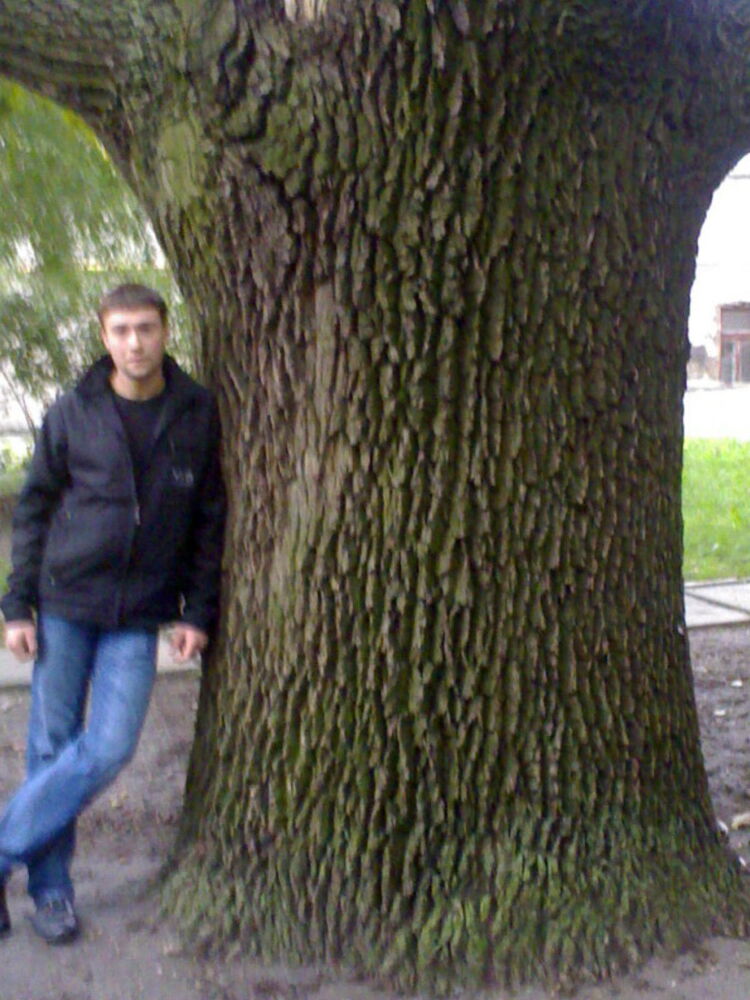 ���������� ��������, ���� ������� �����, 38 ���, ������������ 