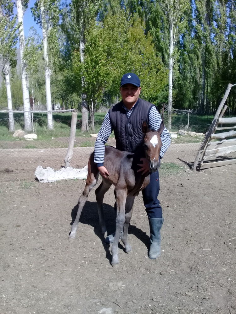 ���������� ������, ���� ������� BARSBEK, 37 ���, ������������ ��� ������, ����� � ���������, c�������� ���������