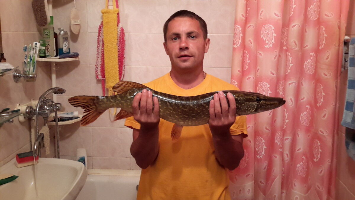 ���� 9296033 ������� �����, 44 ����, ���� ���������� � �����