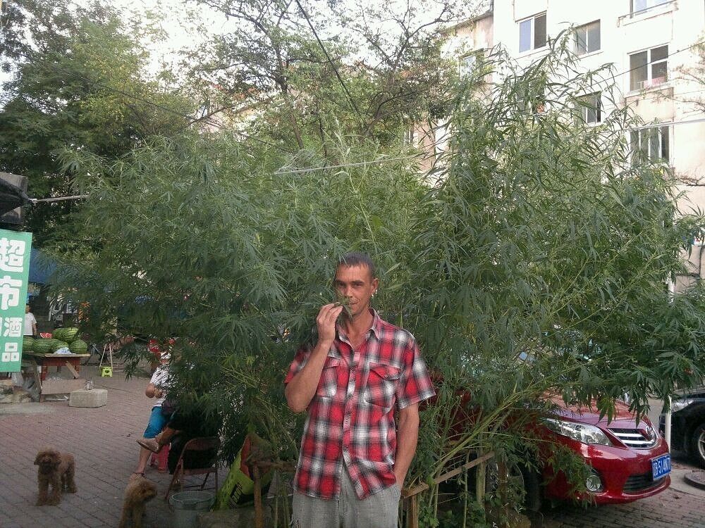 ���������� �����������, ���� ������� ���������, 52 ����, ������������ ��� ����� � ���������, c�������� ���������