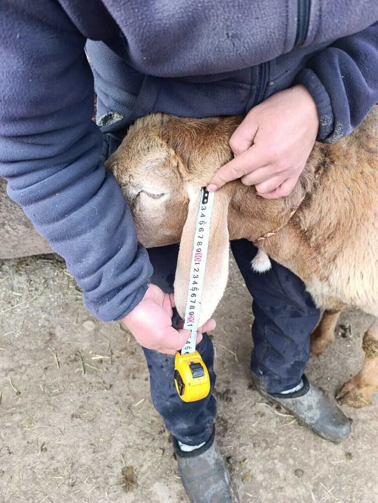 ���� 55423793 ������� Kakfg, 36 ���, ���� ���������� � �������