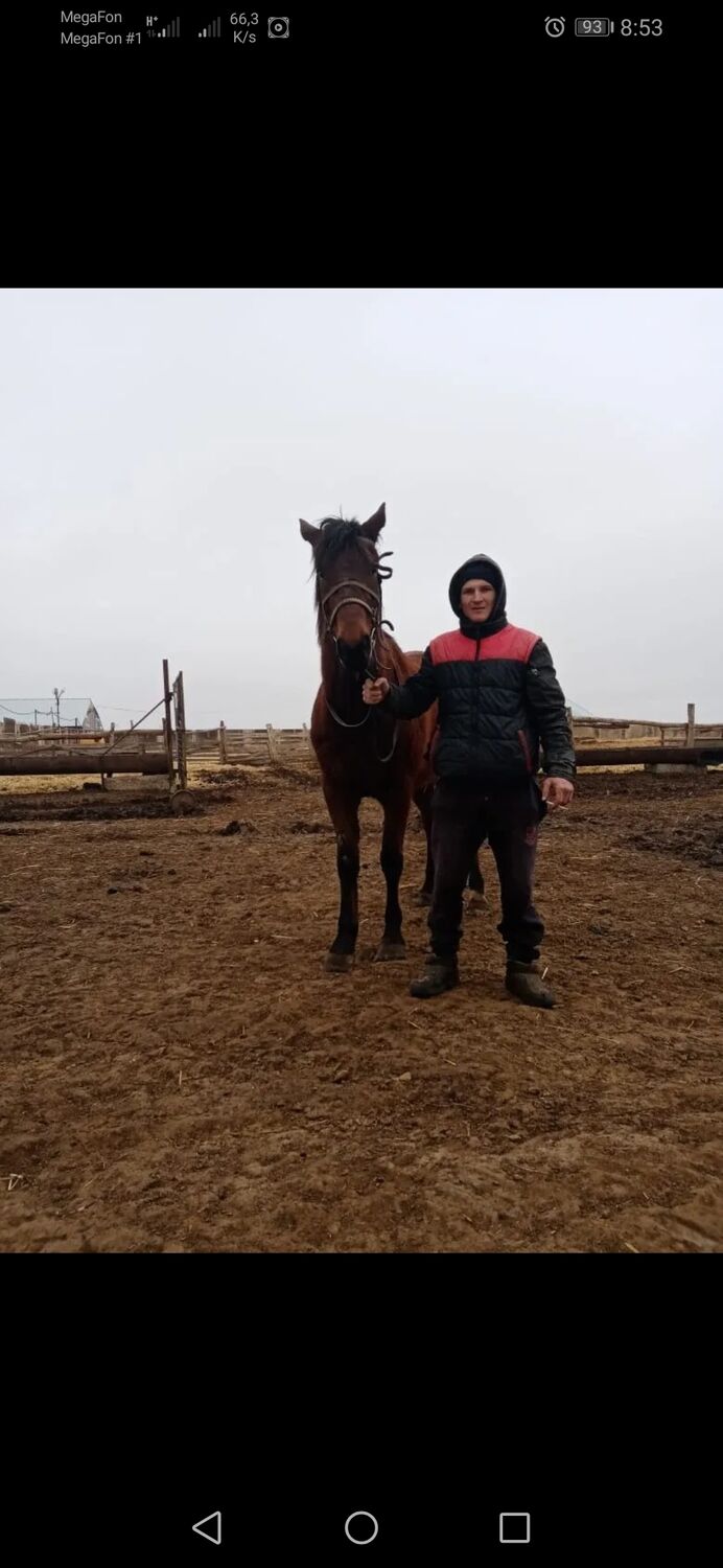 ���������� ���������, ���� ������� Ivan, 29 ���, ������������ ��� ������, ����� � ���������, c�������� ���������