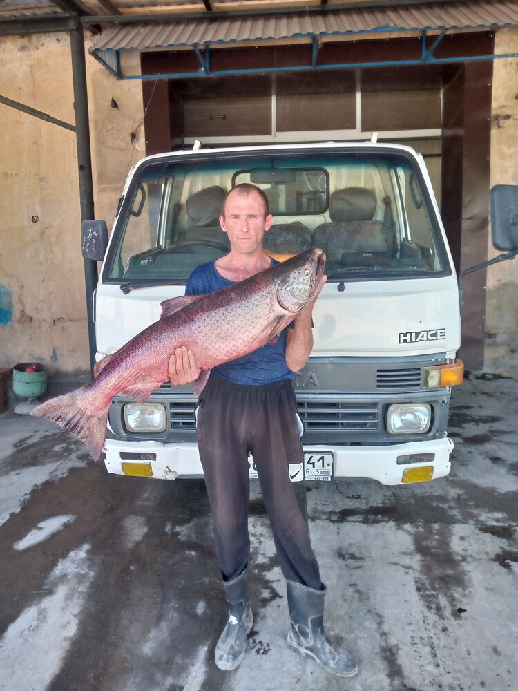 ���� 35682593 ������� �������, 40 ���, ���� ���������� � ����������