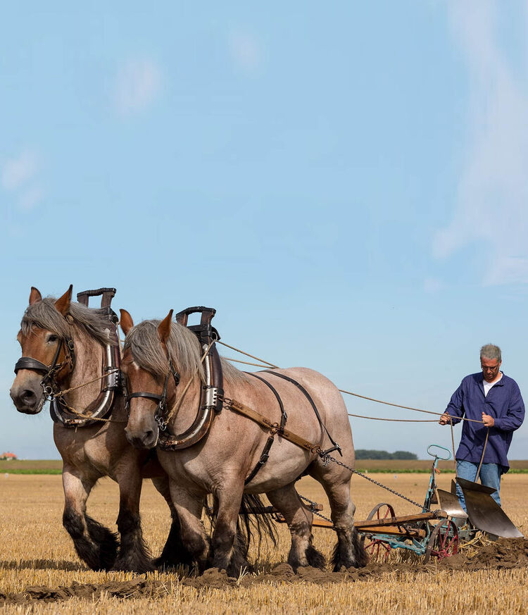  43438103  Pavel, 43 ,    