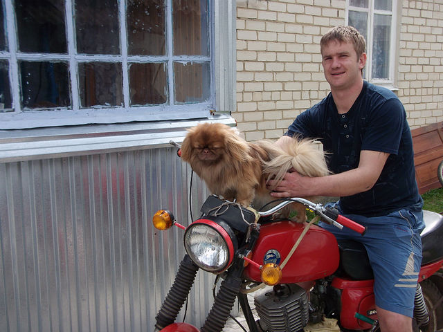  52647523  , 36 ,    --