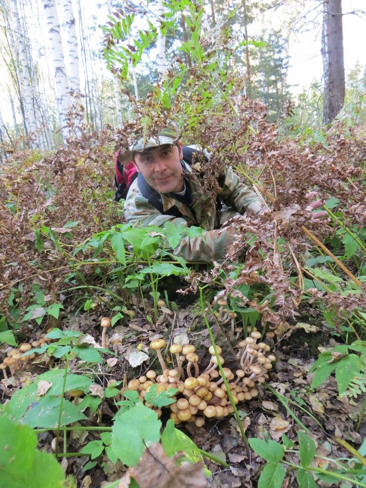 ���� 8771933 ������� Rom, 51 ���, ���� ���������� � ������������