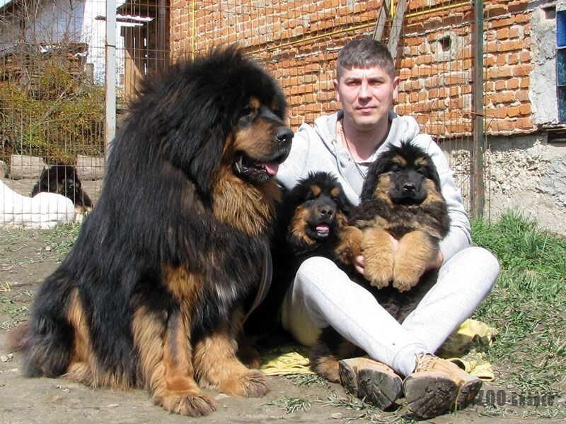 ���� 55678683 ������� ����, 42 ����, ���� ���������� � �������