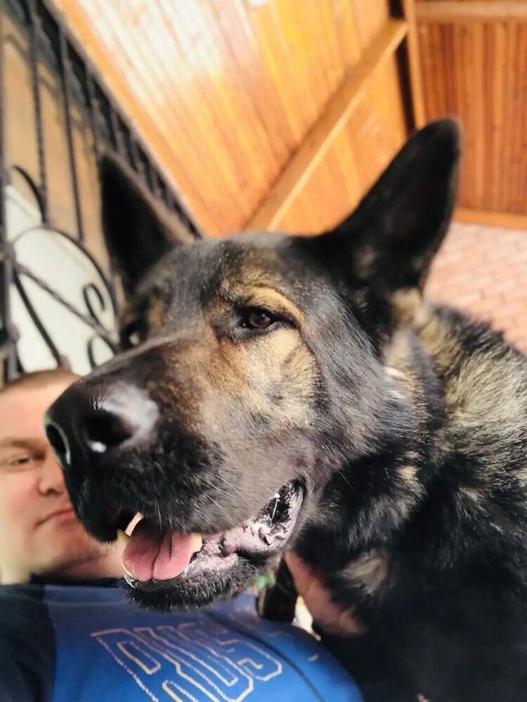 ���������� ����, ���� ������� �������, 38 ���, ������������ ��� ������, ����� � ���������