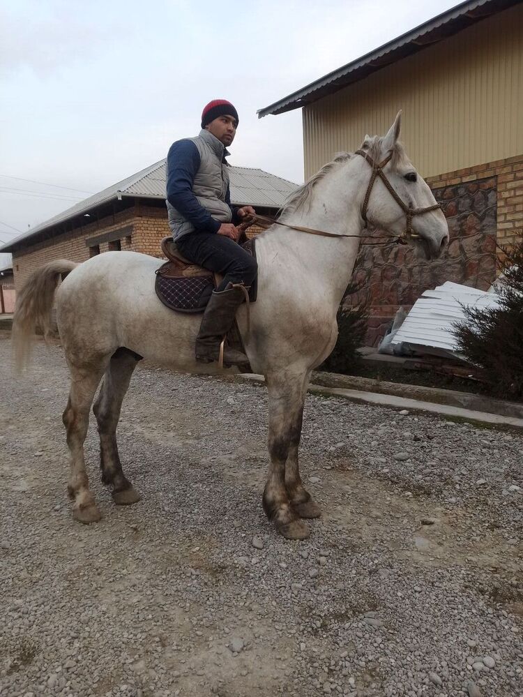 ���� 25245063 ������� ����, 29 ���, ���� ���������� � ���