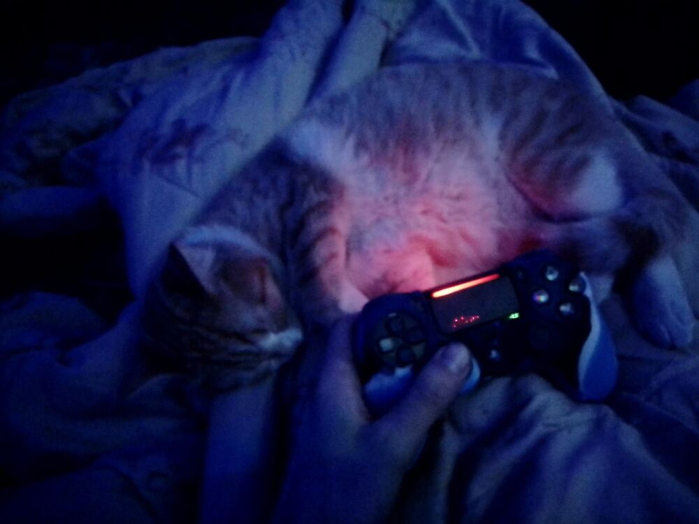 ���� 29804433 ����� �������, 23 ����, ���� ���������� � ������