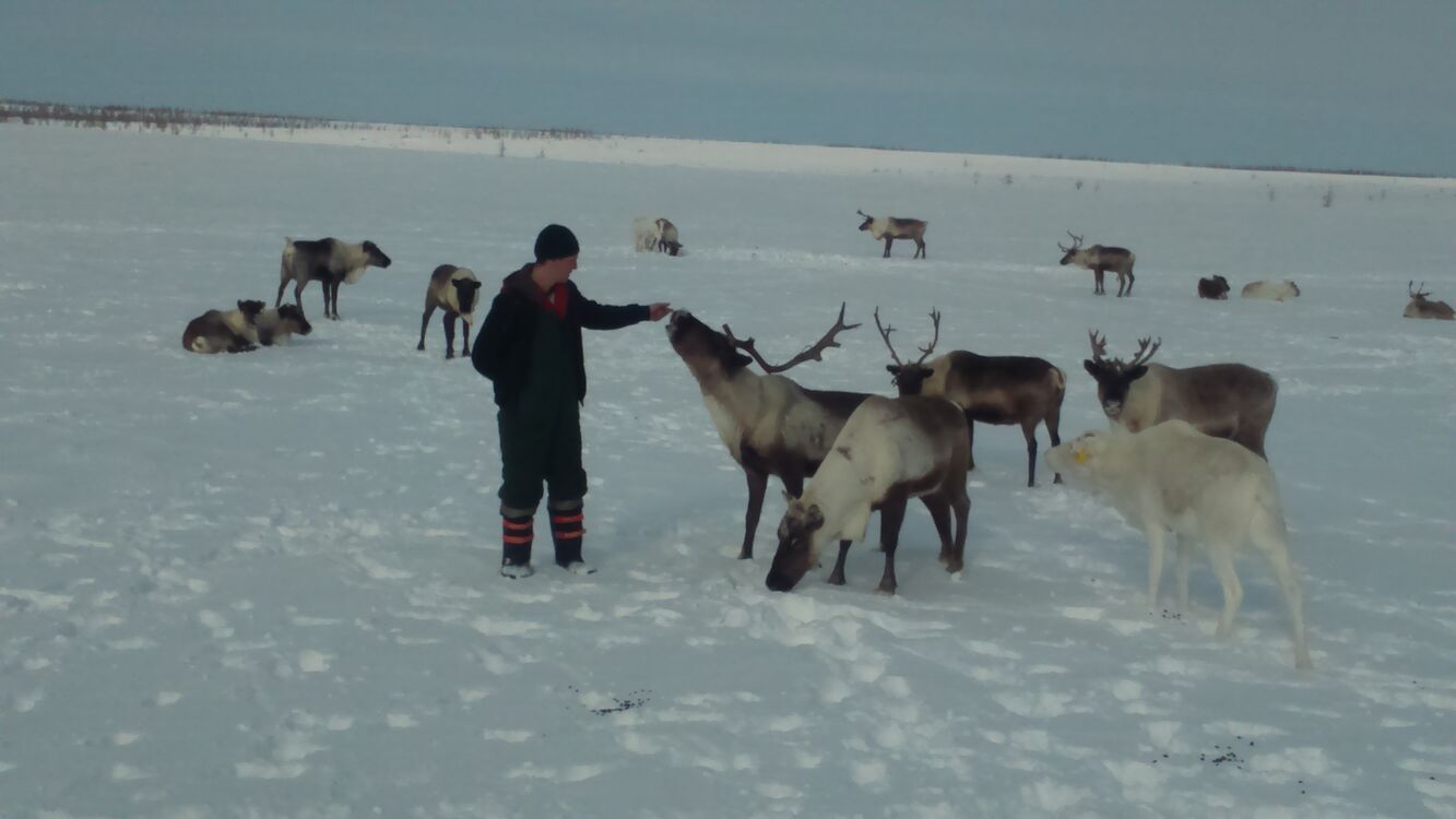 ���������� ����������, ���� ������� �������, 43 ����, ������������ ��� ������, ����� � ���������