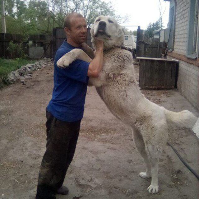  46943093  , 44 ,    