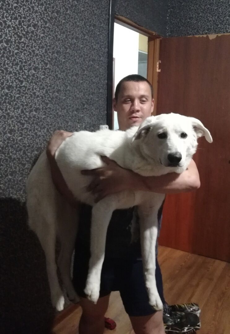 ���������� ������������, ���� ������� ���, 36 ���, ������������ ��� ������, ����� � ���������, c�������� ���������, ���������