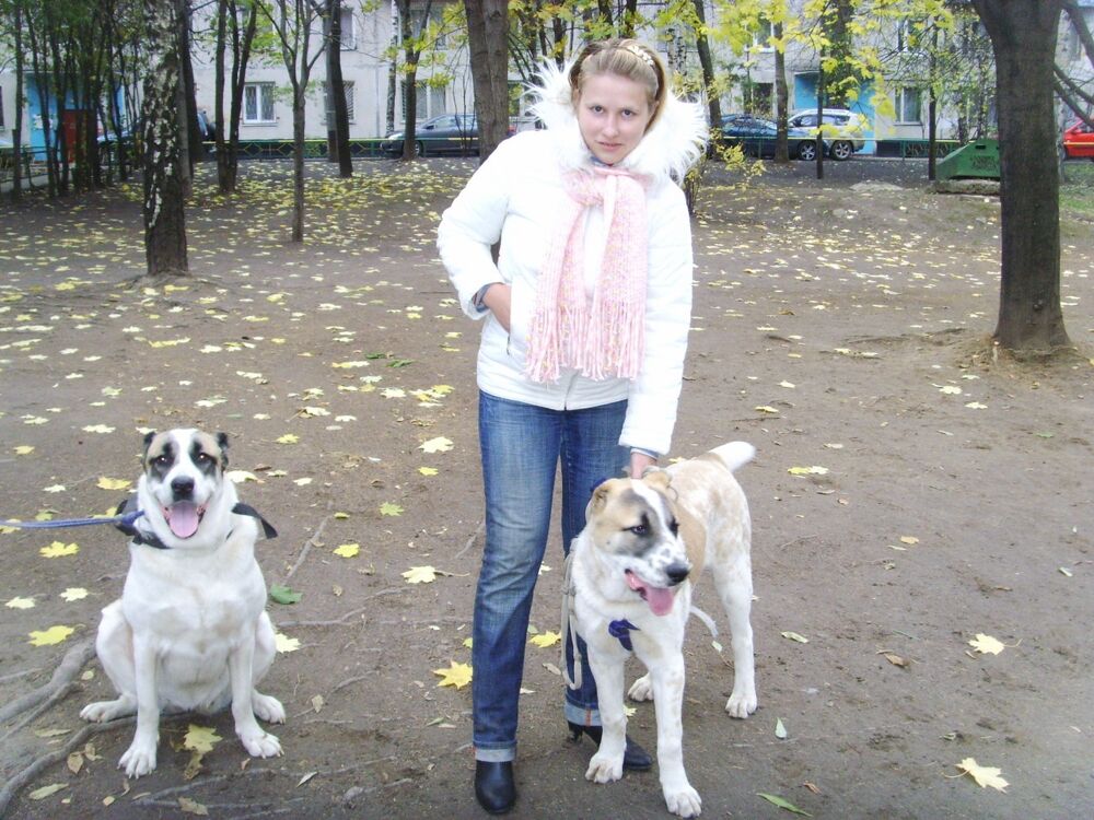 ���� 39575313 ������� ���������, 43 ����, ���� ���������� � ������