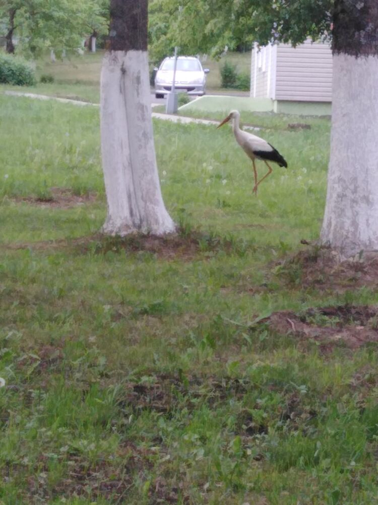 ���������� �����, ���� ������� Inna, 36 ���, ������������ 