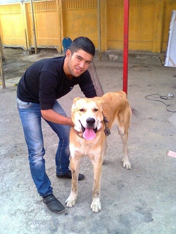  8231233  , 33 ,    -