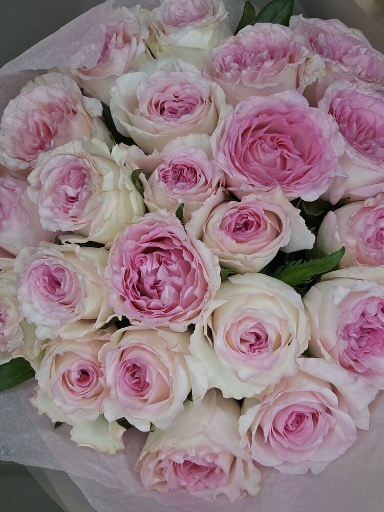 ���� 51313103 ����� ������, 18 ���, ���� ���������� � ����