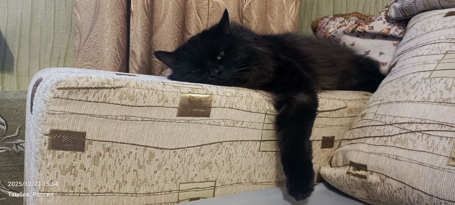 ���� 55421323 ������� ���������, 42 ����, ���� ���������� � �������