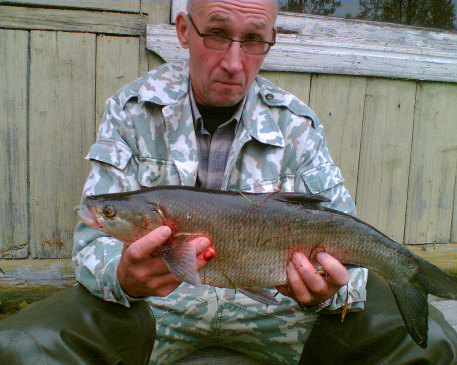 ���� 56032343 ������� ��������, 87 ���, ���� ���������� � ������