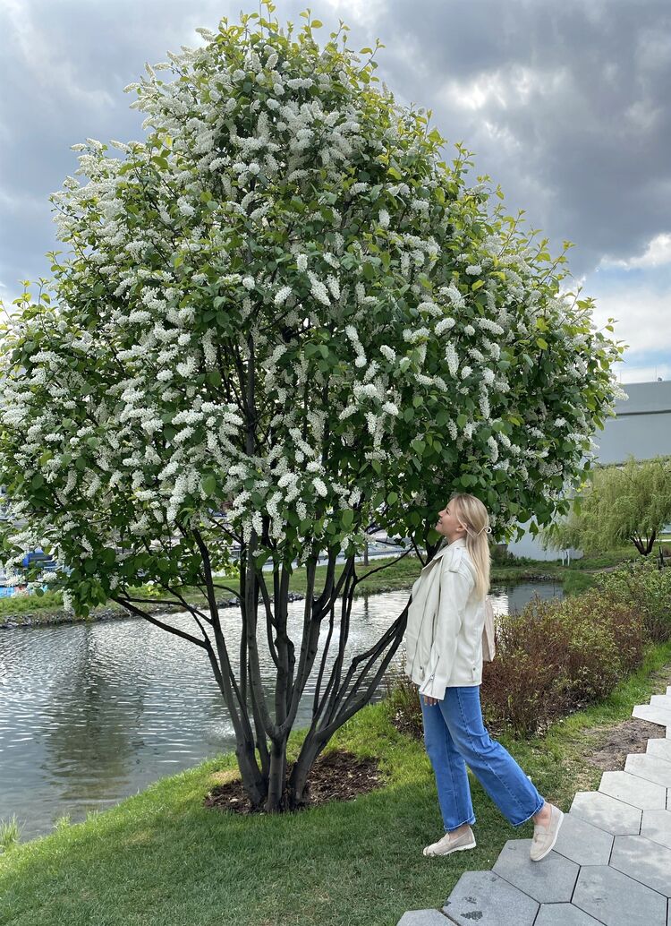 ���������� ������, ���� ������� �����, 27 ���, ������������ ��� ����� � ���������, c�������� ���������