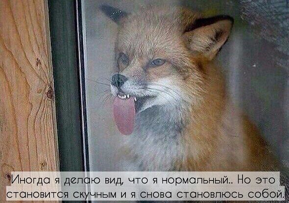 ���������� ��������, ���� ������� �������, 35 ���, ������������ ��� ������, c�������� ���������, ���������