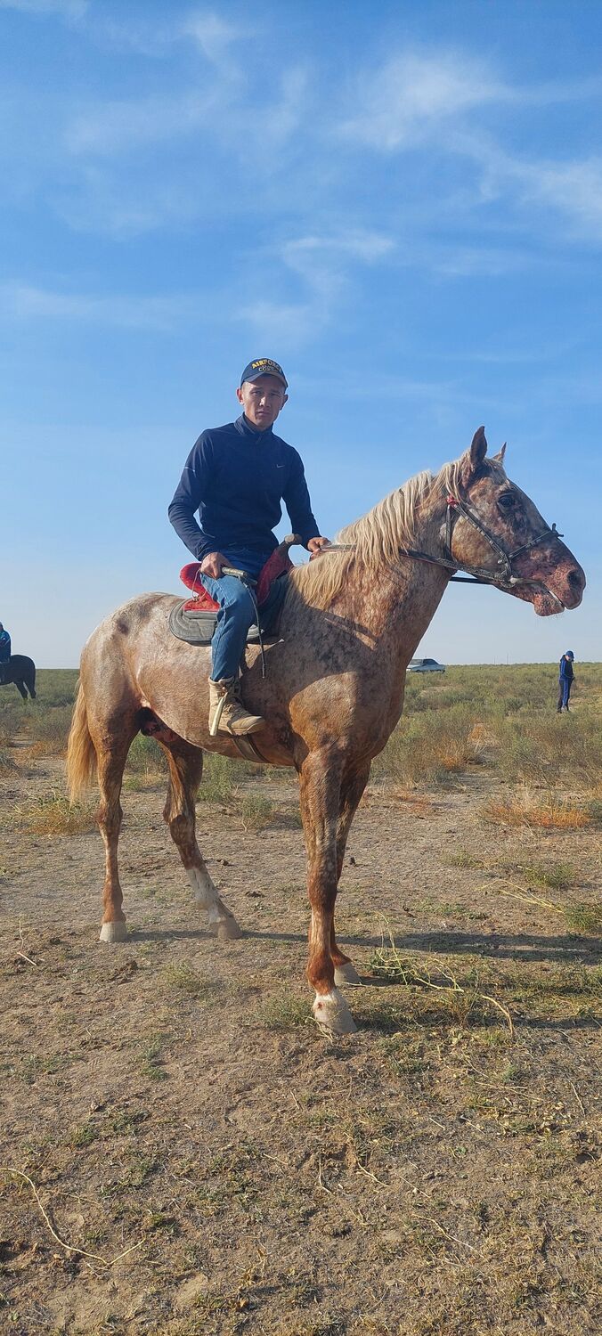 ���� 39949223 ������� ��������, 38 ���, ���� ���������� � ������