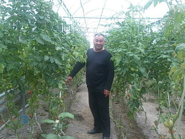  5313393  Sattor, 54 ,    