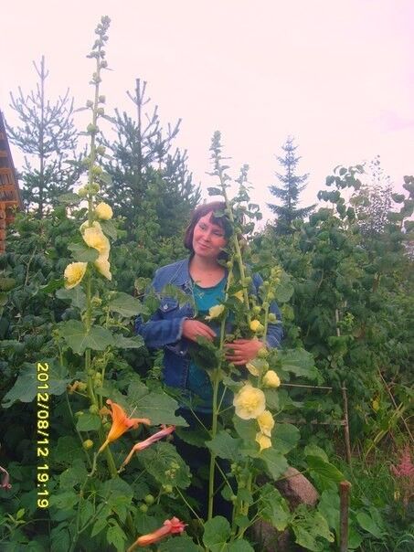 ���������� ���������, ���� ������� �����, 52 ����, ������������ ��� ������, ����� � ���������, c�������� ���������