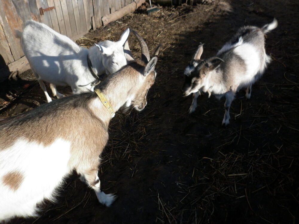 ���� 25321663 ������� �������, 52 ����, ���� ���������� � ������ ���������