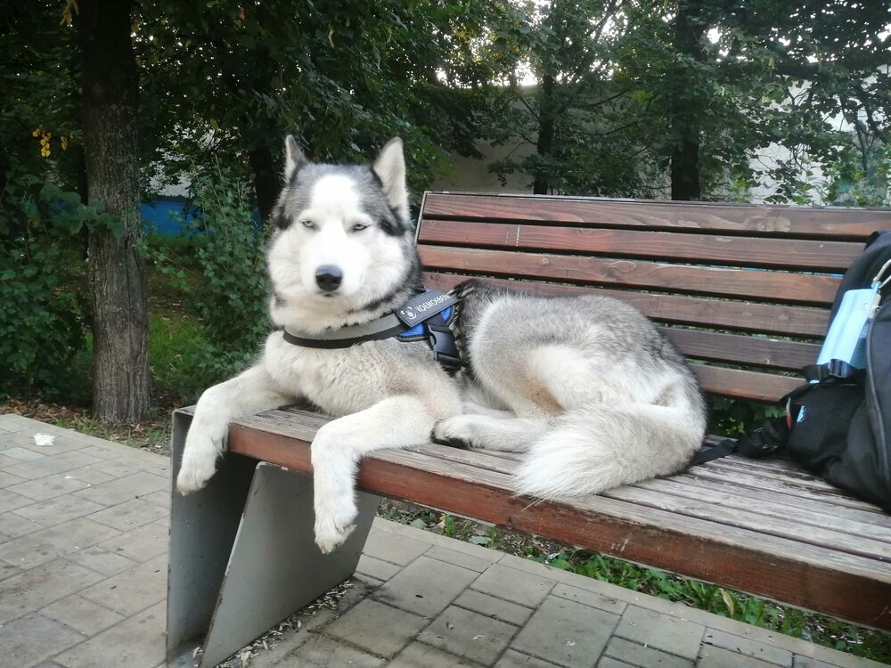 ���������� ������, ���� ������� �������, 37 ���, ������������ ��� c�������� ���������