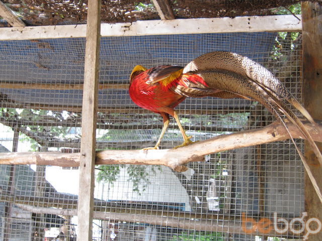 ���������� �����������, ���� ������� ������, 47 ���, ������������ ��� ������, ����� � ���������, c�������� ���������