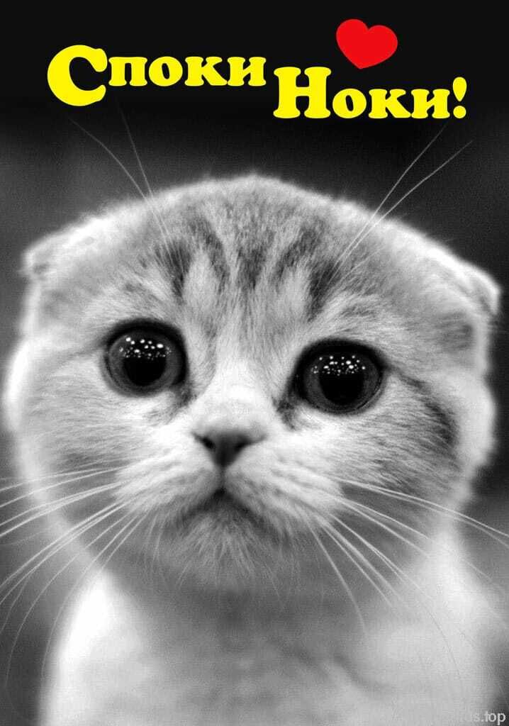 ���� 25817433 ����� �������, 24 ����, ���� ���������� � �����-����������