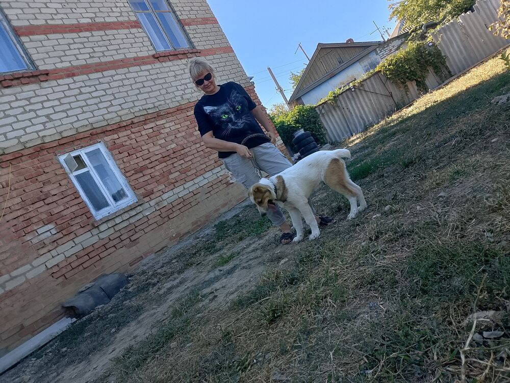  53428643  , 56 ,    --